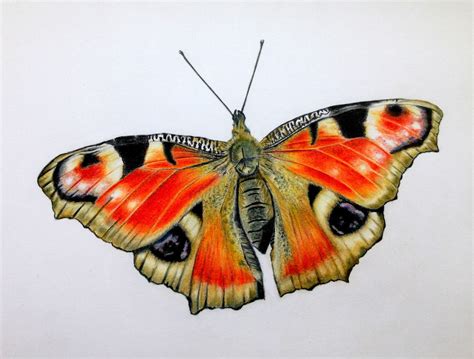 This drawing was mostly done using copic ciao markers and detailing using @prismacolor colored pencils and pigma micron pens… Pencil Drawing Of Butterfly at GetDrawings | Free download