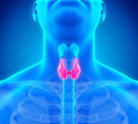5 Easy Steps To Keep Your Thyroid Healthy Bhc