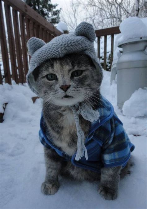 11 Cute Cold Weather Cats Loving The Snow Pictures Cats Funny Cats