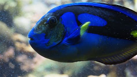Free Photo Blue Tang Fish Blue Reef Water Free Image On Pixabay