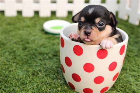 Can Teacup Chihuahua Have Puppies See Here I Love Chihuahua