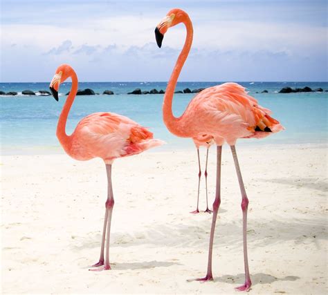 Why Are Flamingos Pink Perry Ponders