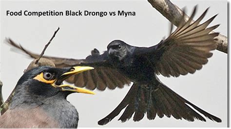 01 Food Competition Black Drongo Vs Myna Mina Maina Indian Bird