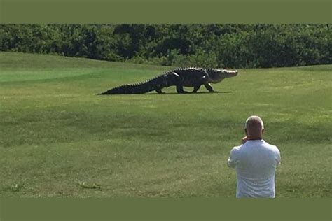 Meanwhile In Florida This Giant Alligator Does Not Give A Single Damn