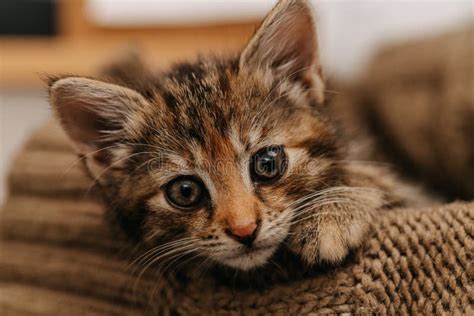 Small Cute Kitten Look In Camera Domestic Cat Face Stock Image