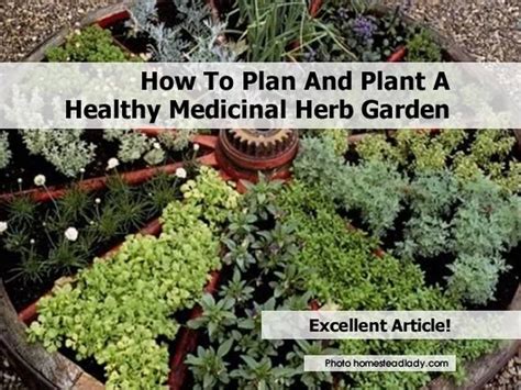 How To Plan And Plant A Healthy Medicinal Herb Garden