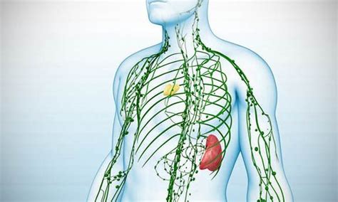 Signs Of A Clogged Lymphatic System And Ten Proven Ways To Cleanse It