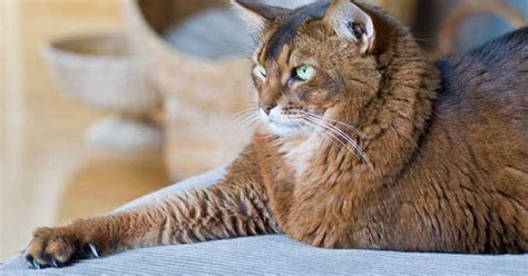 De hauskotz (felis silvestris f. Tipps für zufriedene Samtpfoten