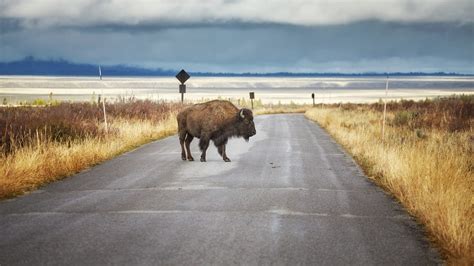 The Return Of The American Bison Is An Environmental Boon — And A