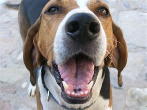 Treeing Walker Coonhound Information And Photos Thriftyfun