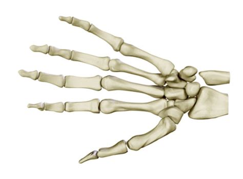 Maybe you would like to learn more about one of these? Hand Skeleton 3D Model .max .obj .3ds .c4d .lwo .lw .lws ...