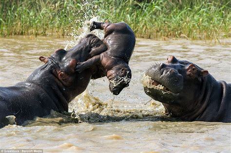 Baby Hippo Gets Tossed Into The Air As If It Was A Doll During Fight