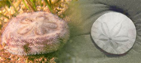 How To Identify Live Sand Dollars And What To Do If You Find One