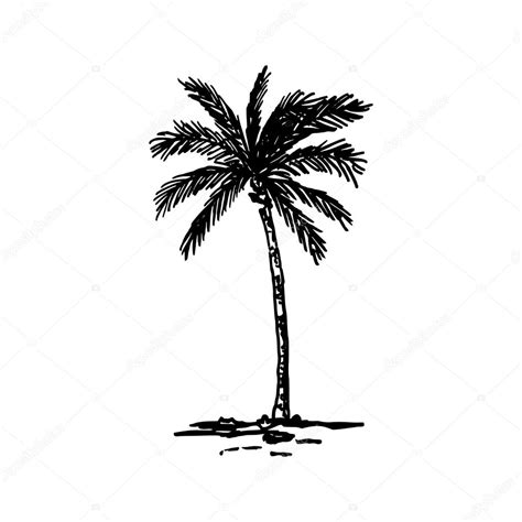 Hand Drawn Palm Tree Stock Vector Image By ©barkarola 121931962