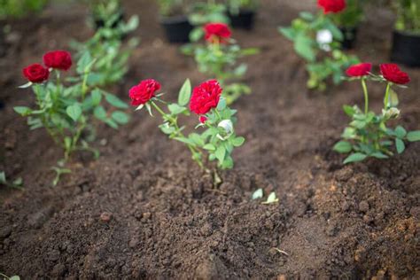 How To Grow Roses From Seeds 3 Different Ways Minneopa Orchards