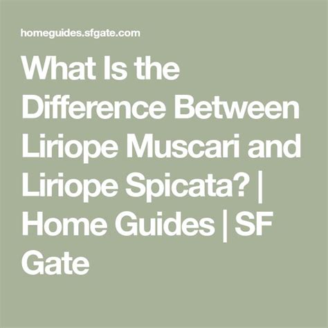 What Is The Difference Between Liriope Muscari And Liriope Spicata