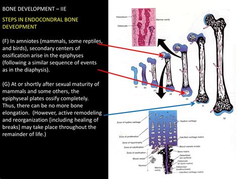 Ppt Introduction To Basic Biology Of Bone Powerpoint Presentation