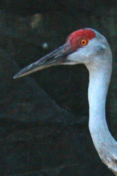 World Bird Sanctuary Sandhill Crane Migration Nebraska