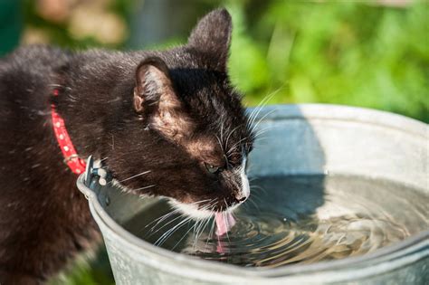How to get a cat to drink water. Why Do Cats Hate Water? | Why Do Cats….? | Cats | Guide ...