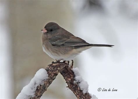 Birding With Lisa De Leon Snow Birds