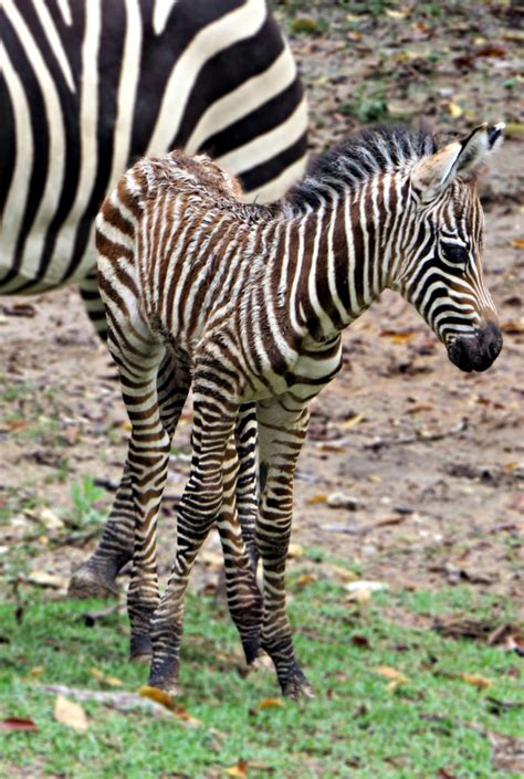 Zebra Foal Takes First Steps at Fort Worth Zoo - ZooBorns