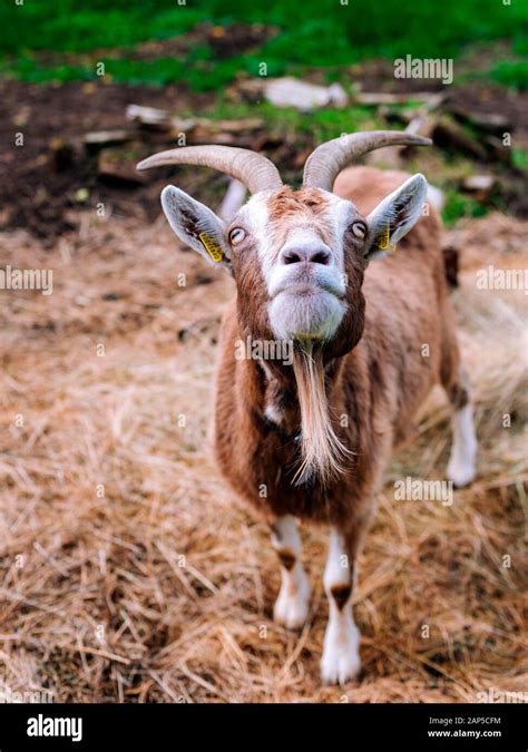 Farming Goat Hi Res Stock Photography And Images Alamy