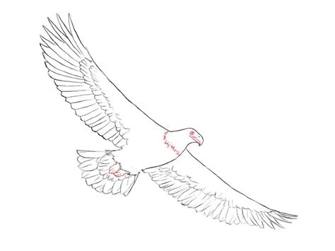 Eagle Landing Drawing At Getdrawings Free Download