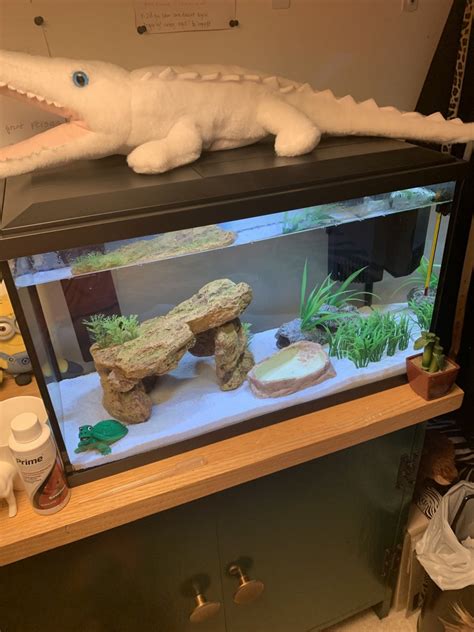African Dwarf Frog Bloated Tank Ammonia Issues My Aquarium Club