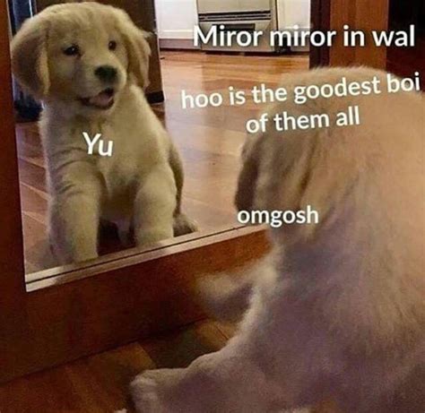 14 Doggo Good Boi Meme Woolseygirls Meme