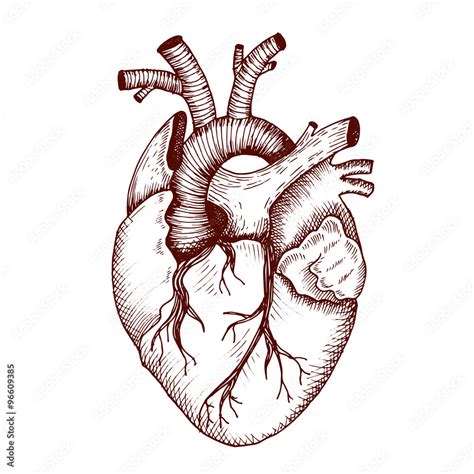 Free Anatomical Heart Vector