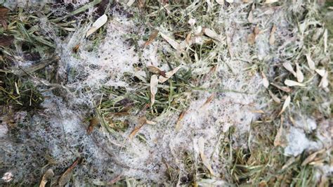 Keep Your Eye Out For These 2 Winter Lawn Diseases Ohio Green Lawn And Pest