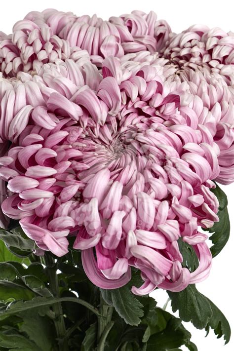 Chrysanthemum Gilbert Light Purple Flowers Flowers