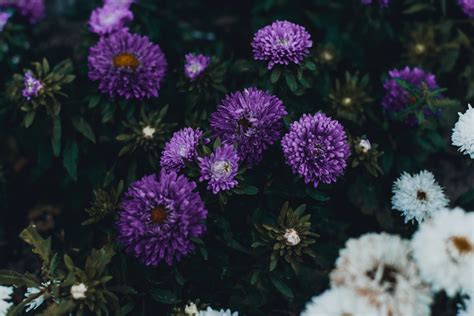 Photo Of Violet Flowers · Free Stock Photo