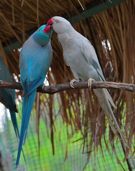 Blue Indian Ringneck Parrot Mutations Project Noah