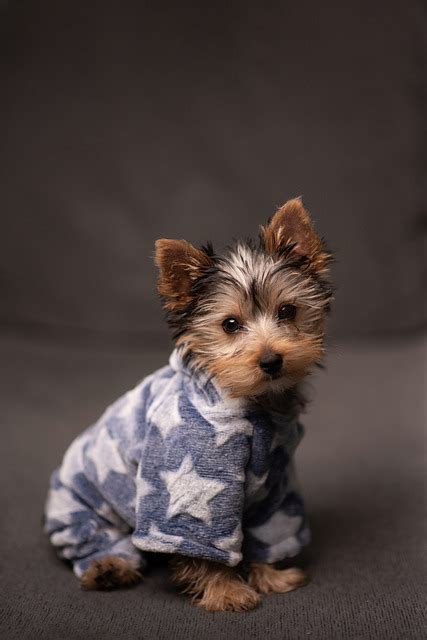 Yorkie Mixes Discover The Most Adorable Combinations 2023