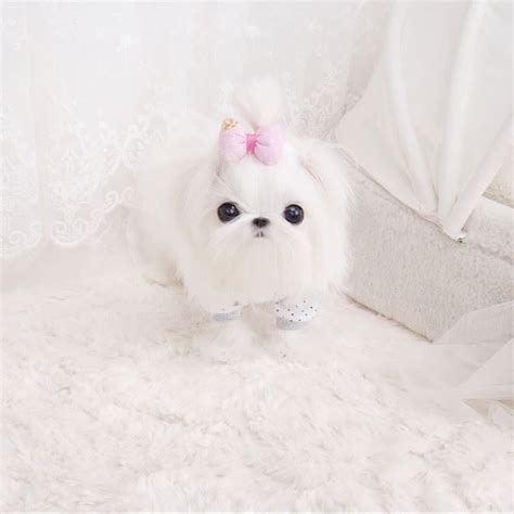 88 Teacup Maltese Images L2sanpiero