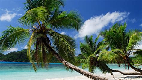 Wallpaper Tropical Sea Beach Palm Trees 3840x2160 Uhd