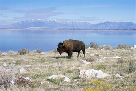 Antelope Island State Park Utah Tickets And Tours 2024