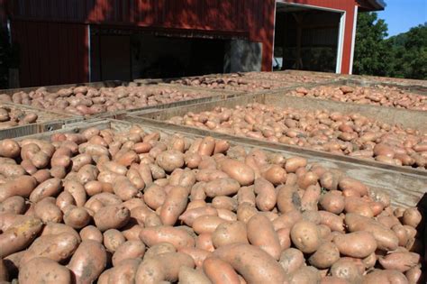 Vermont Valley Community Farm Organic Seed Potatoes Organic Seeds