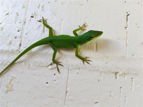 This Green Anole Lizard Used To Visit Me In Summer And I Named Him