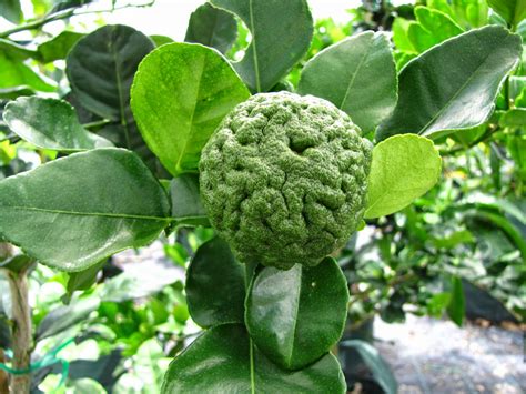 Don't let their soil dry out. Daleys Fruit Tree Blog: Buy a Kaffir Lime Fruit Tree to ...