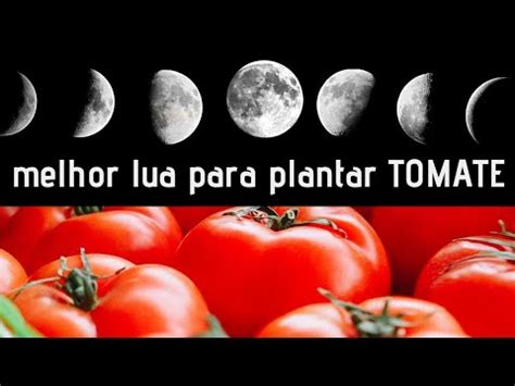 Descubre La Luna Ideal Para Cultivar Tomates