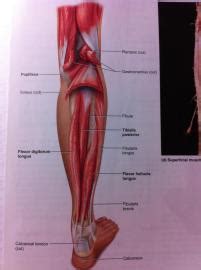 They are innervated by the tibial nerve, a terminal branch of the sciatic nerve. 6. Muscles of leg and foot at Temple University - StudyBlue