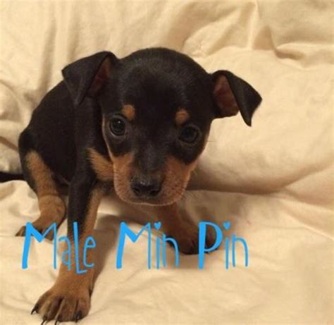 Min Pin Puppies For Sale In Halstad Minnesota Classified
