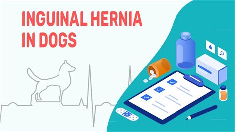 What Causes Congenital Hernias In Dogs