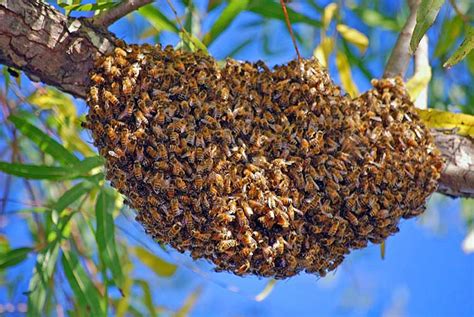 Honey Bee Swarms Irvine Nature Center