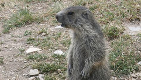 You can safely grow potatoes, tomatoes, peppers and eggplant. How to Get Rid of Groundhogs, Moles and Gophers | Sciencing