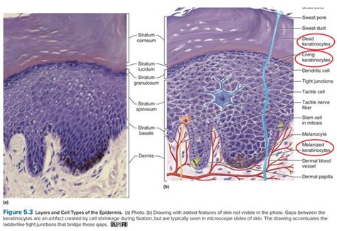 Stratified Squamous Epithelium Non Keratinized Labeled