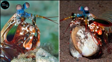 Punch Or A Bullet Mantis Shrimps Can Punch With The Force Of A Bullet Which Is Weird Youtube