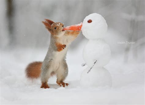 By Vadim Trunov Super Cute Animals Cute Animals Snowman Photos